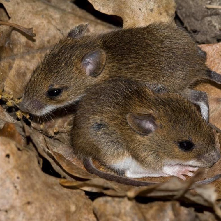 Уничтожения мышей в частном доме в Кирове?