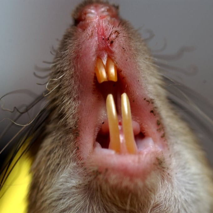 Дератизация крыс в Кирове?